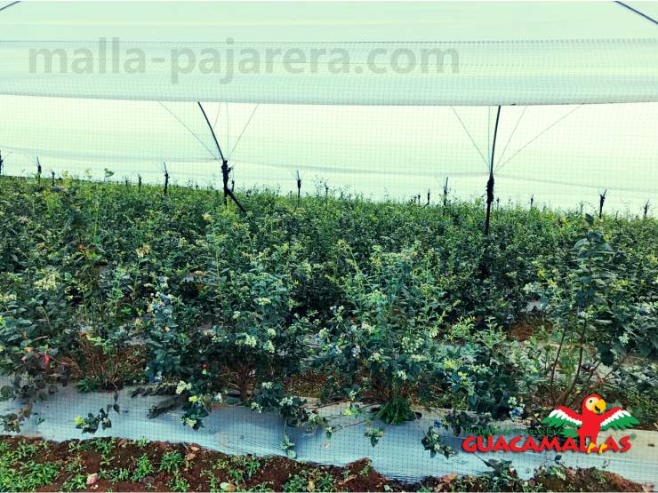 Protección para cultivo de blueberries en invernadero, com malla pajarera para control de aves.